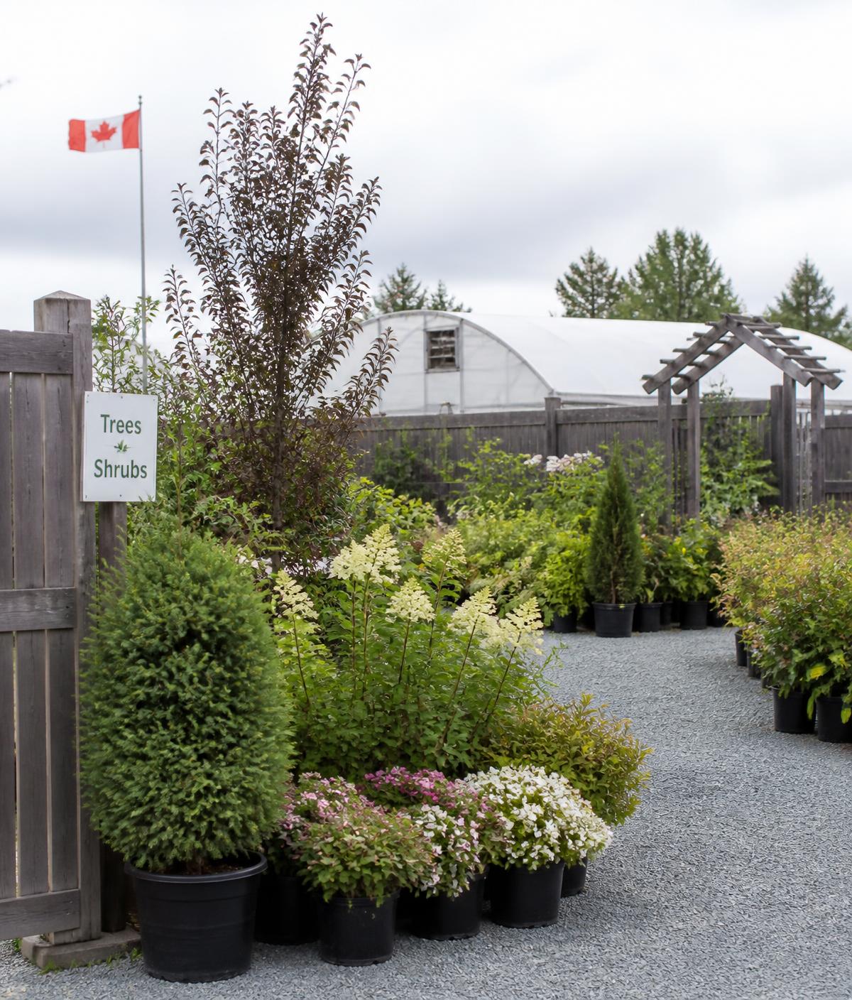 Trees and shrubs section of a family-run Canadian garden center