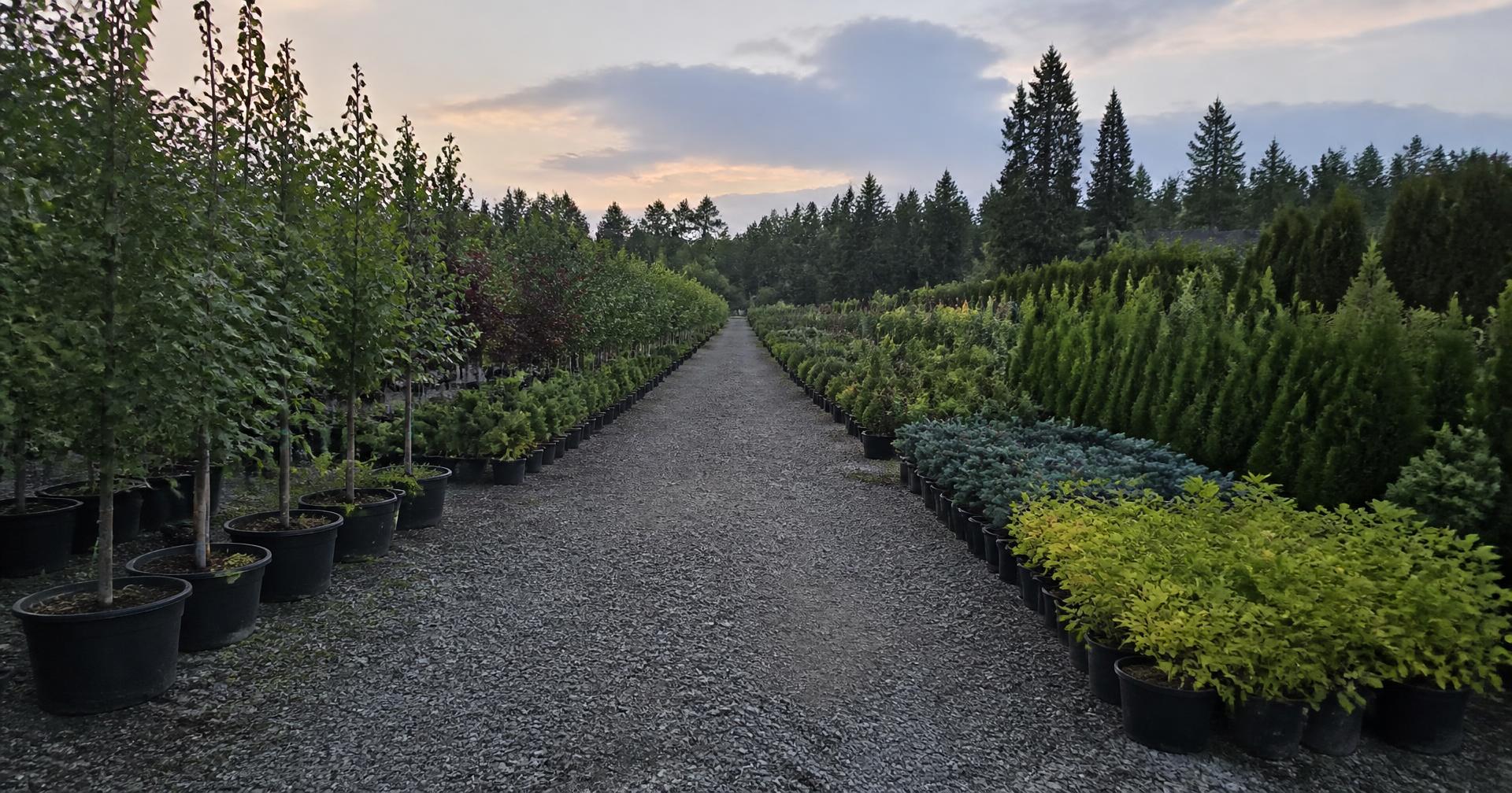 Rows of trees and shrubs at the nursery at dusk