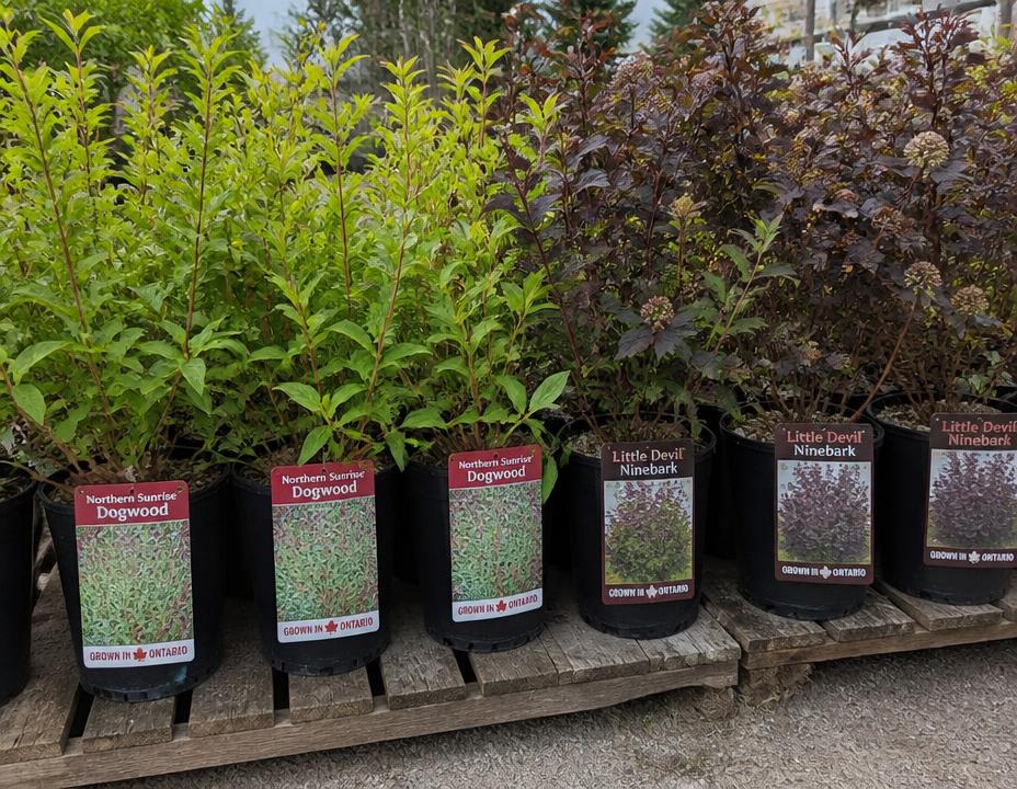 Potted hardy shrubs including dogwood and ninebark at a garden center